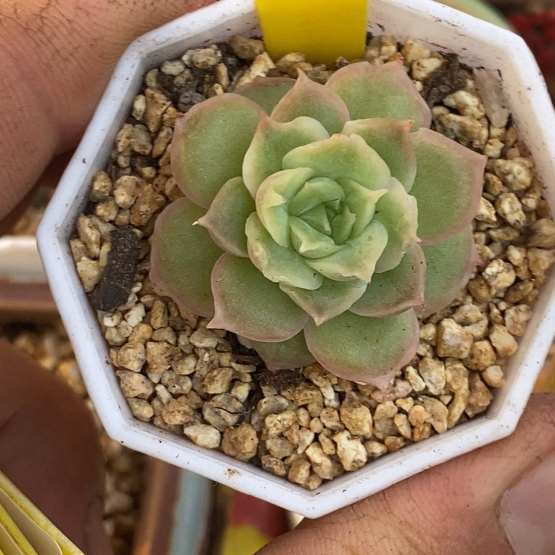 162精控水晶虾饺………………