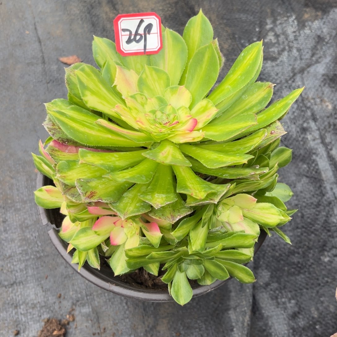 269多肉植物知否18厘米