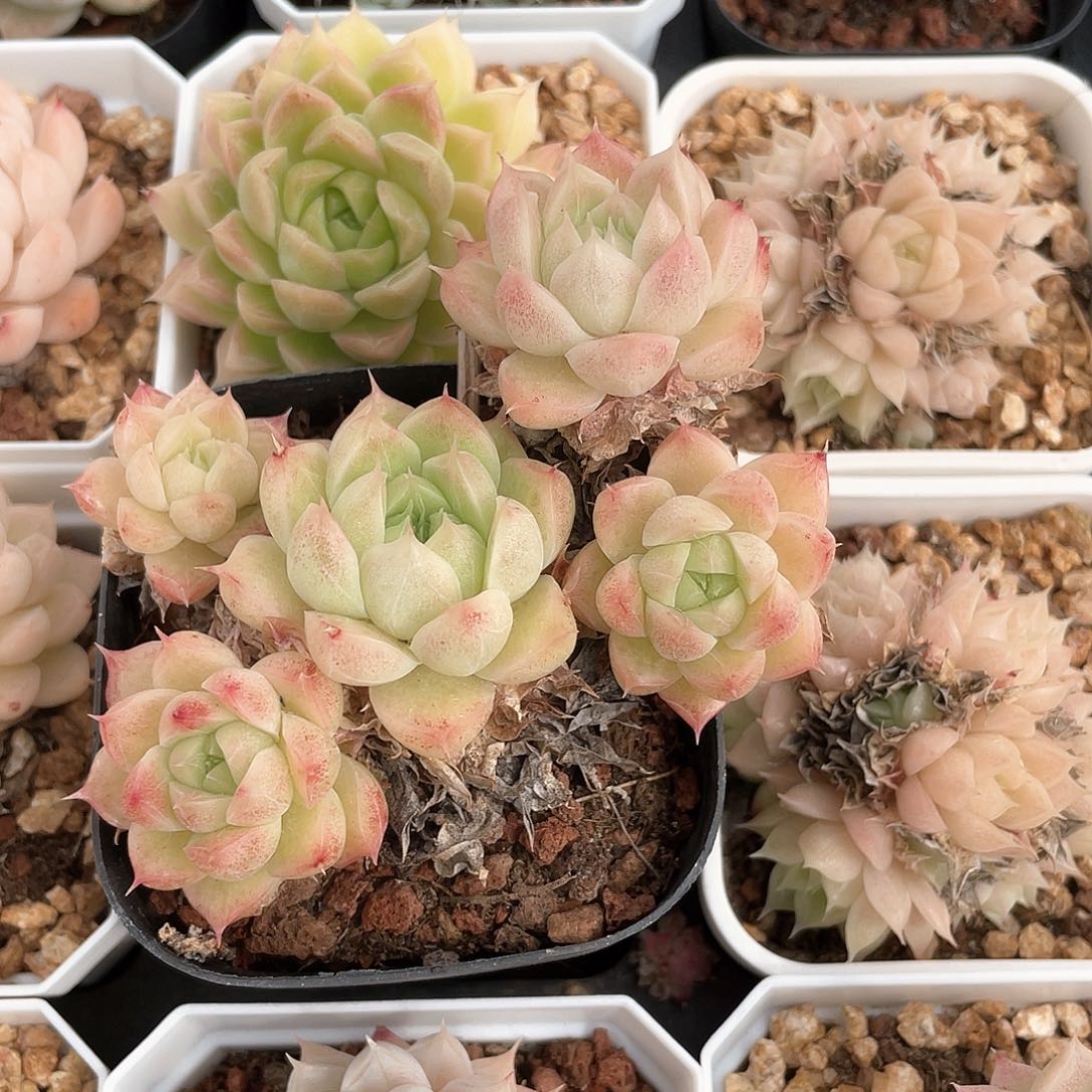 叶*优选麦秆福利1017