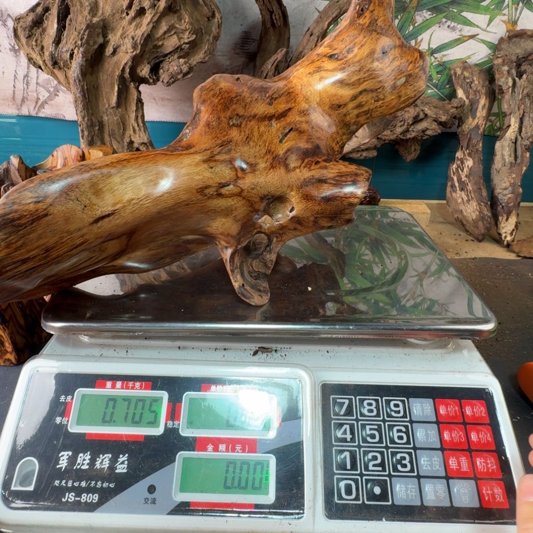 美***界木我们都这样的好料子