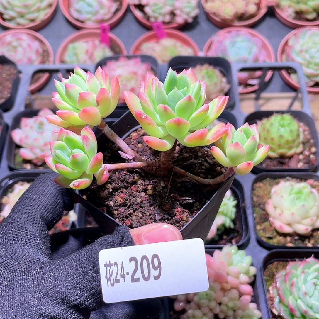 花利美24-209马库斯