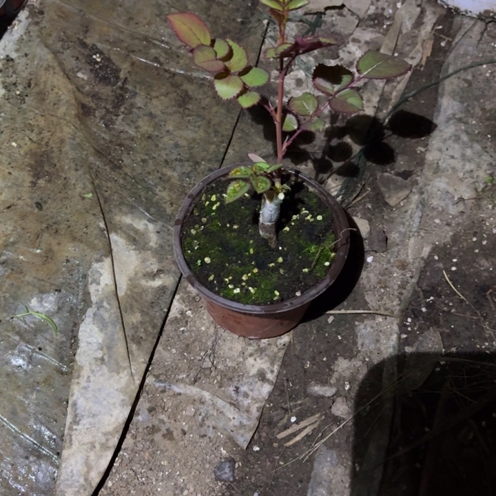 无花朵紫色拉芙小苗