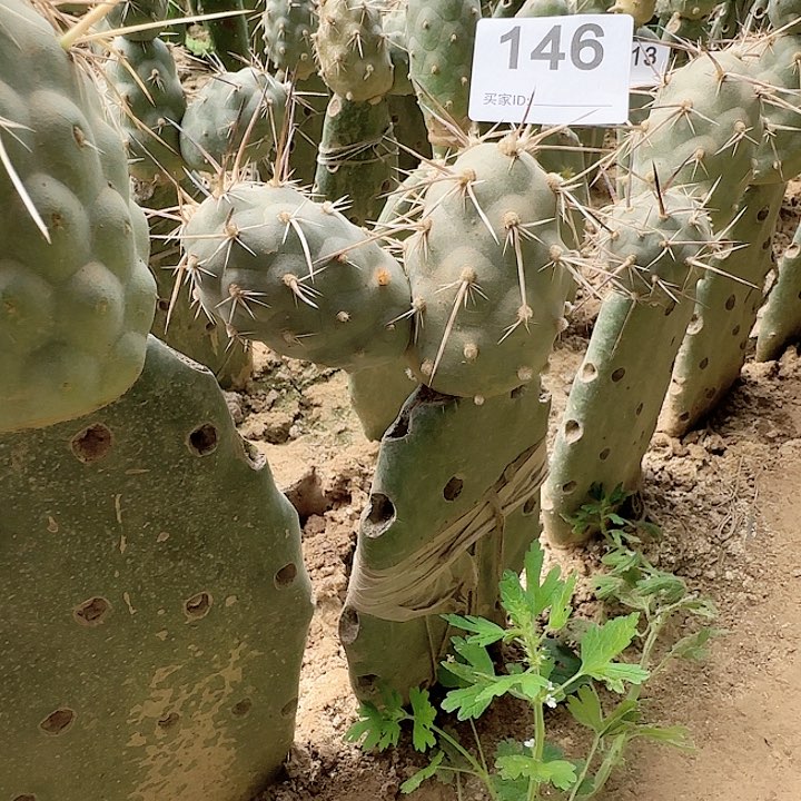 原地水牛角习志野146