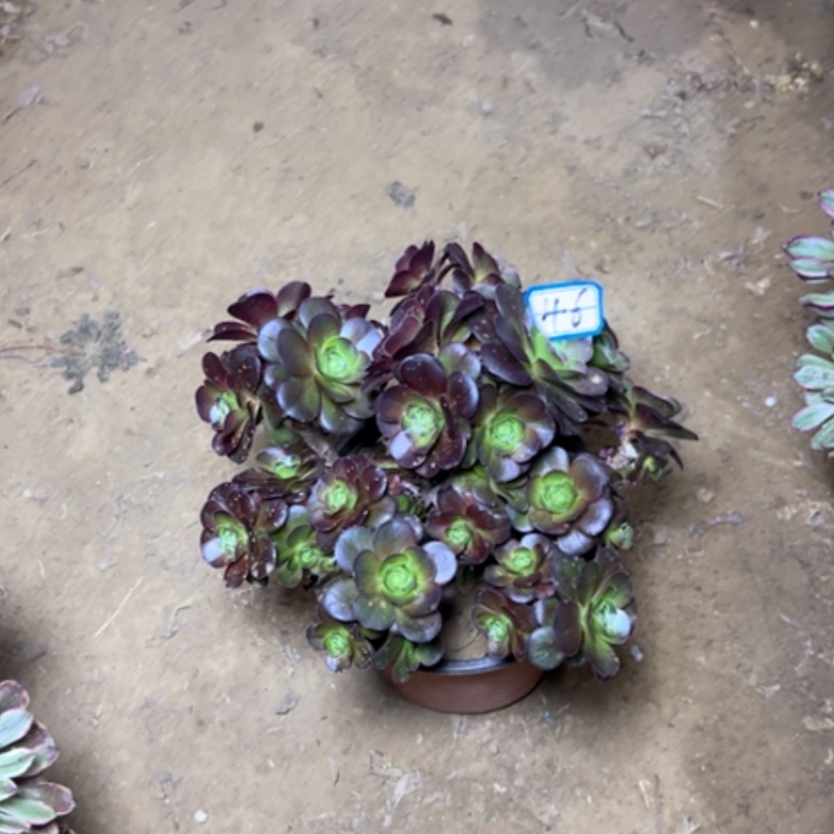 【闪购商品】如**恒多肉植物魅金砍过46