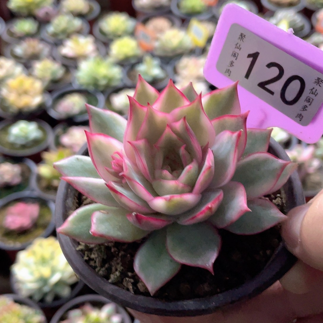 不***叶120八级灯牌多肉酱