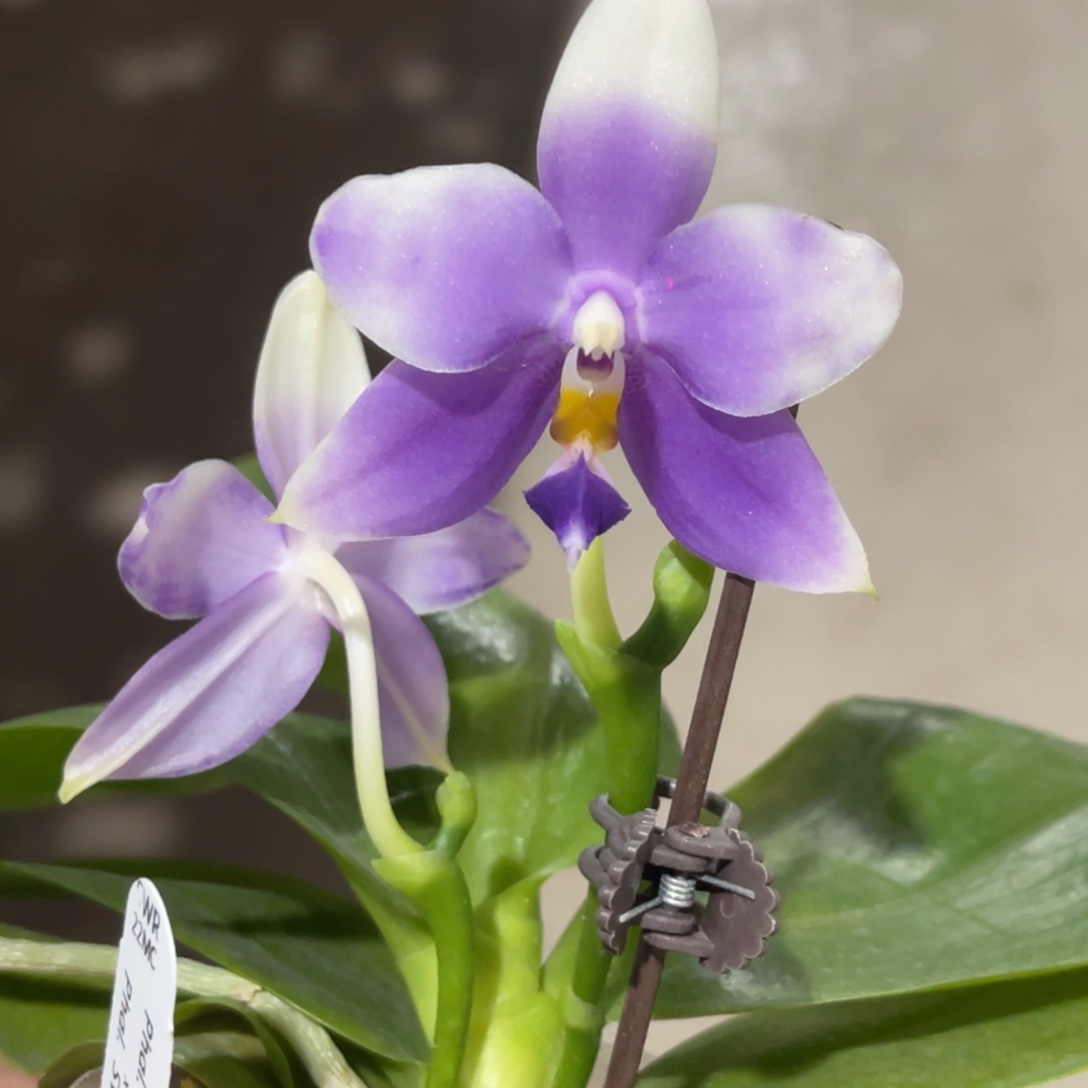 完全开放SWR22MC-1338