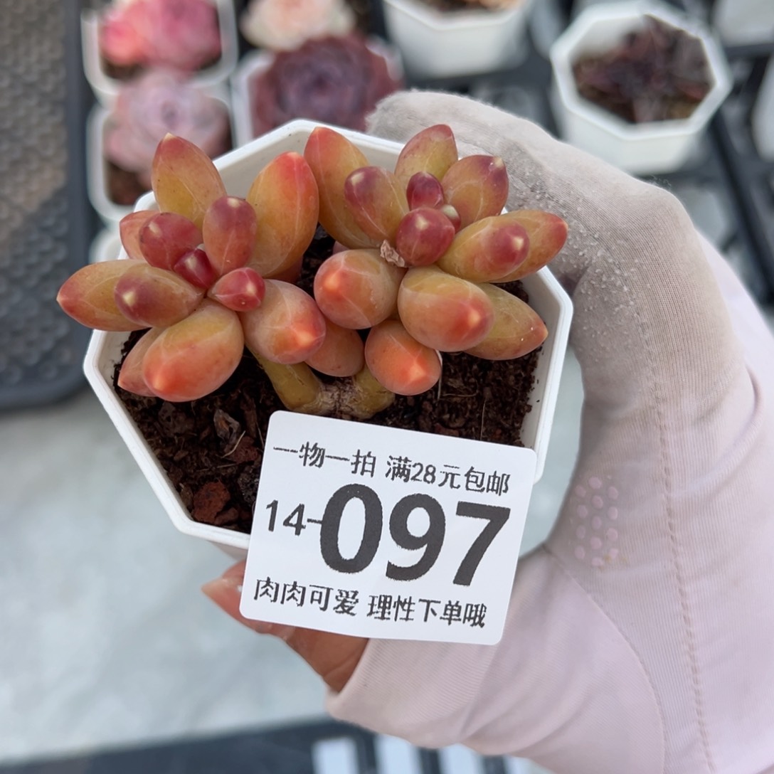 千代田之松多肉多肉单头多肉