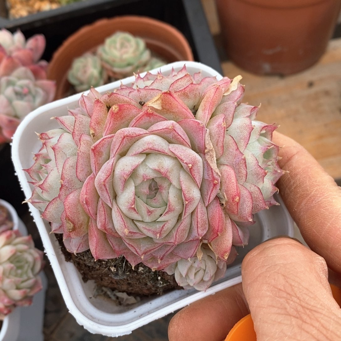 精品多肉一物一拍不包整53