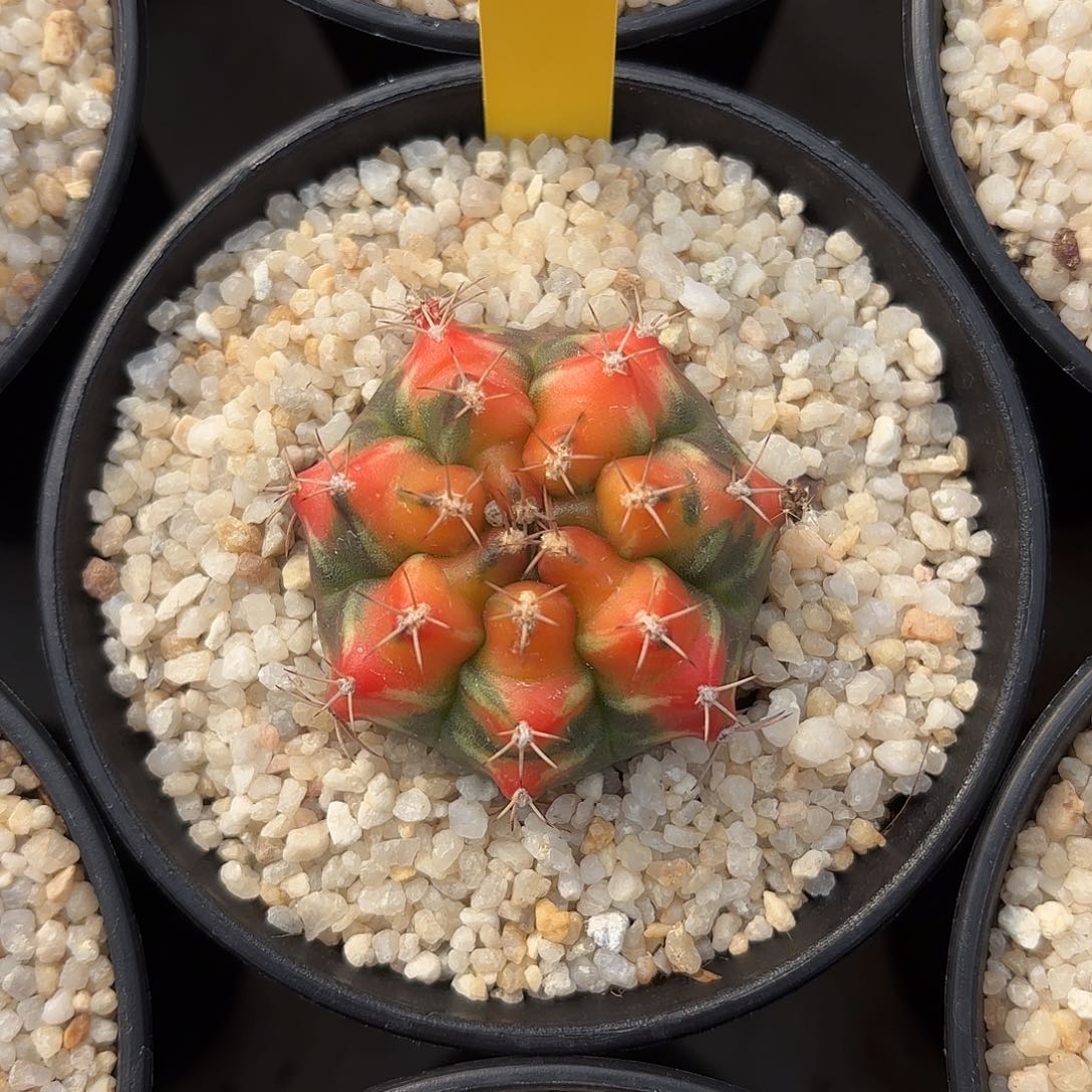 泰国米哈02-0126山姆上士 多肉