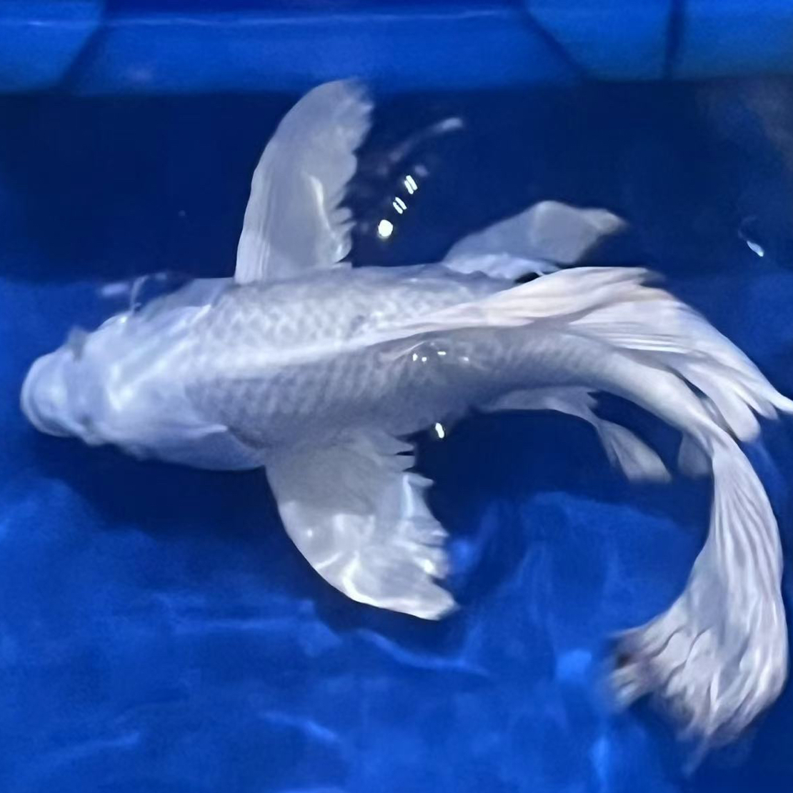 精品台湾纯种普身白蝴蝶锦鲤观赏鱼大鳍大尾冷水好养耐活