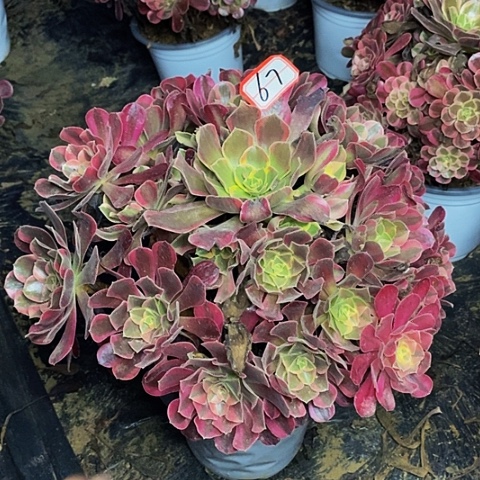 凤冠老桩捧花67号