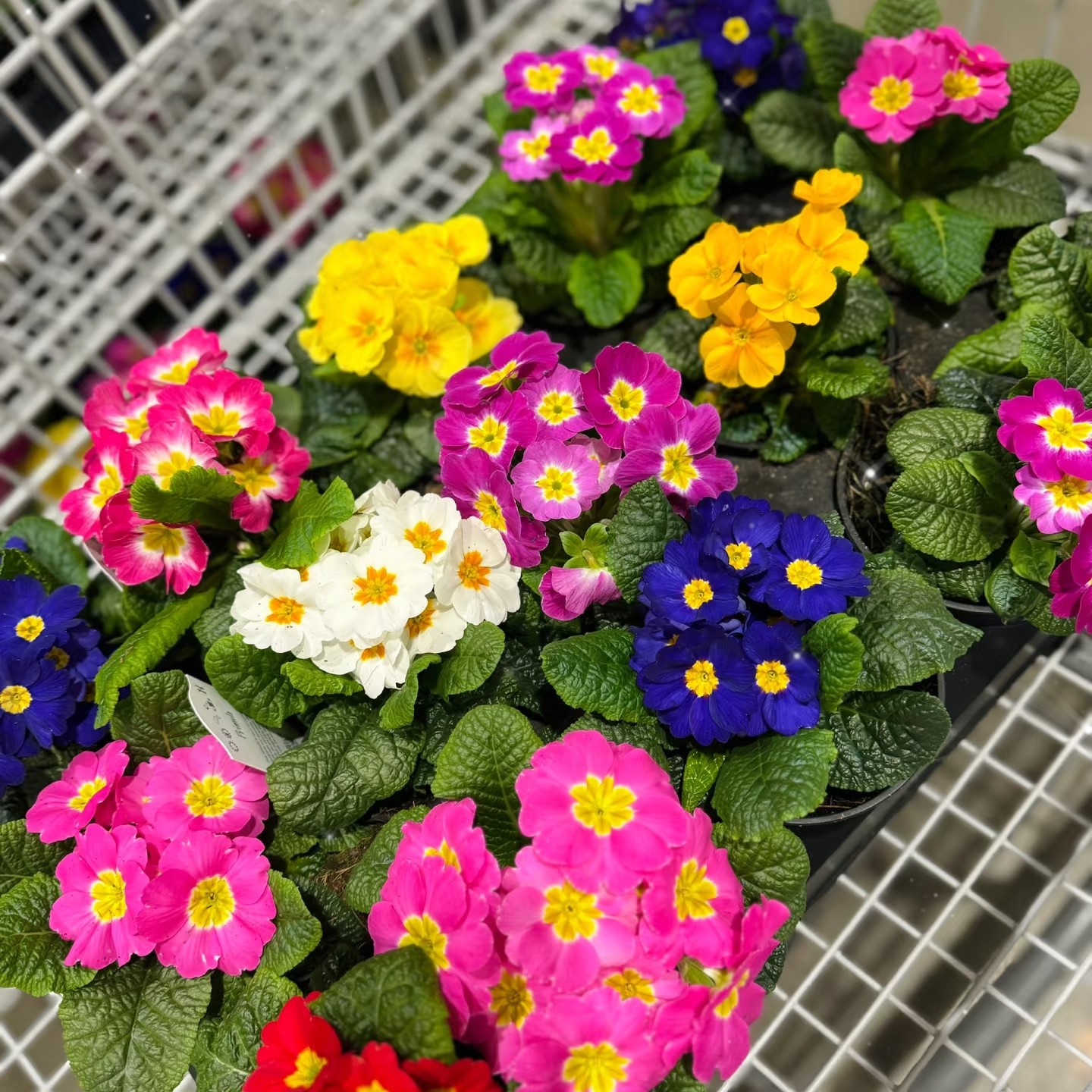 【套餐装巨实惠】耐寒报春花盆栽带花苞适合室内外阳台庭院花卉