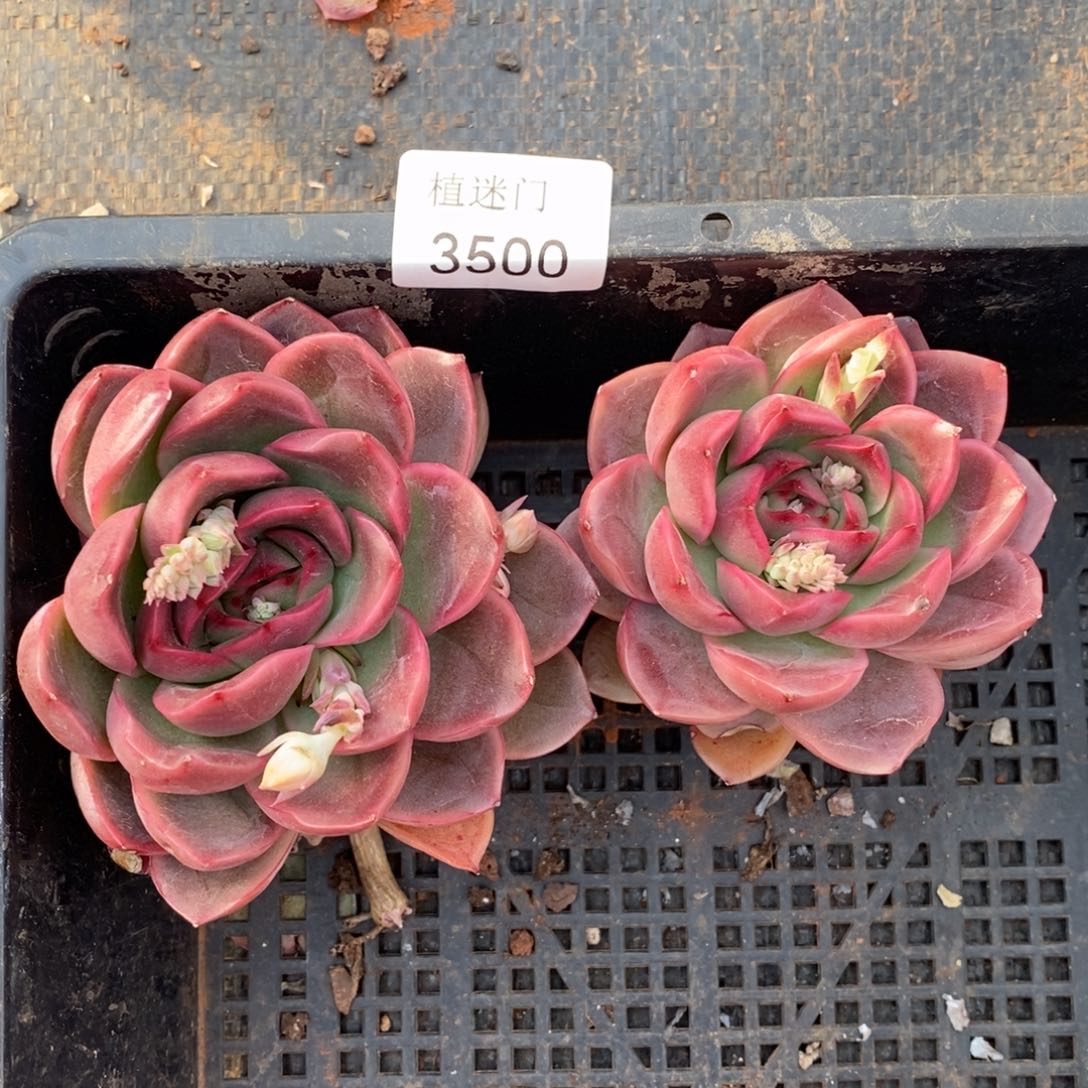 神*杂交精品多肉3500