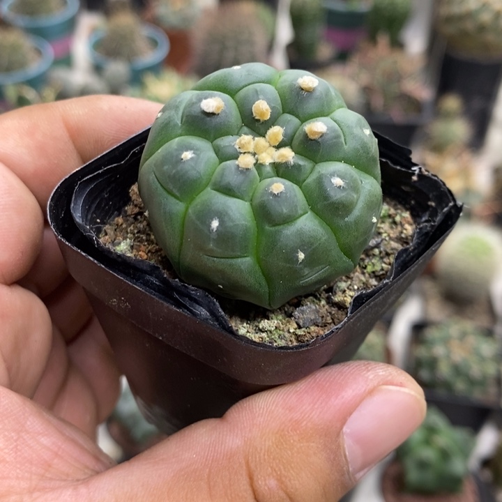 实生龟甲兜特价福利