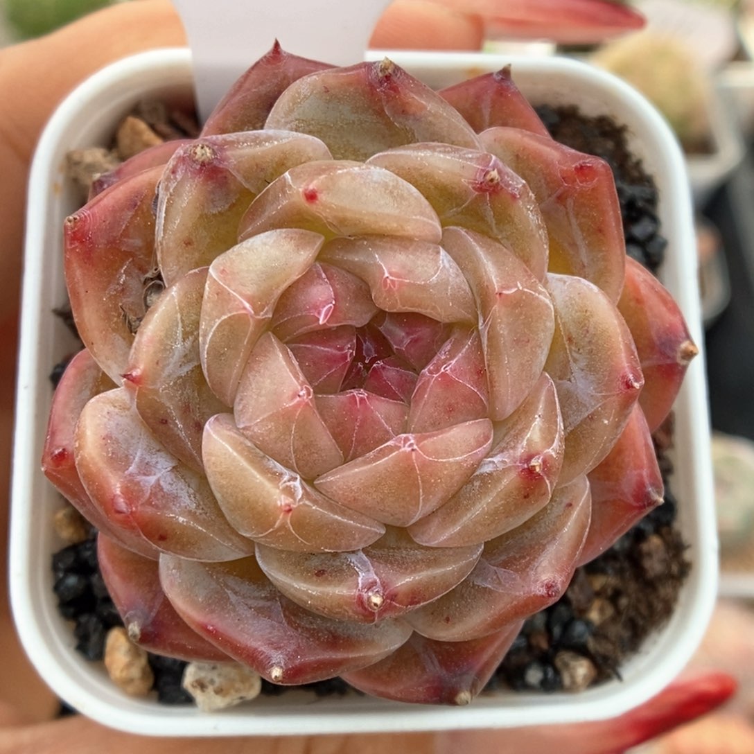 糖心珍妮可拍942号。 