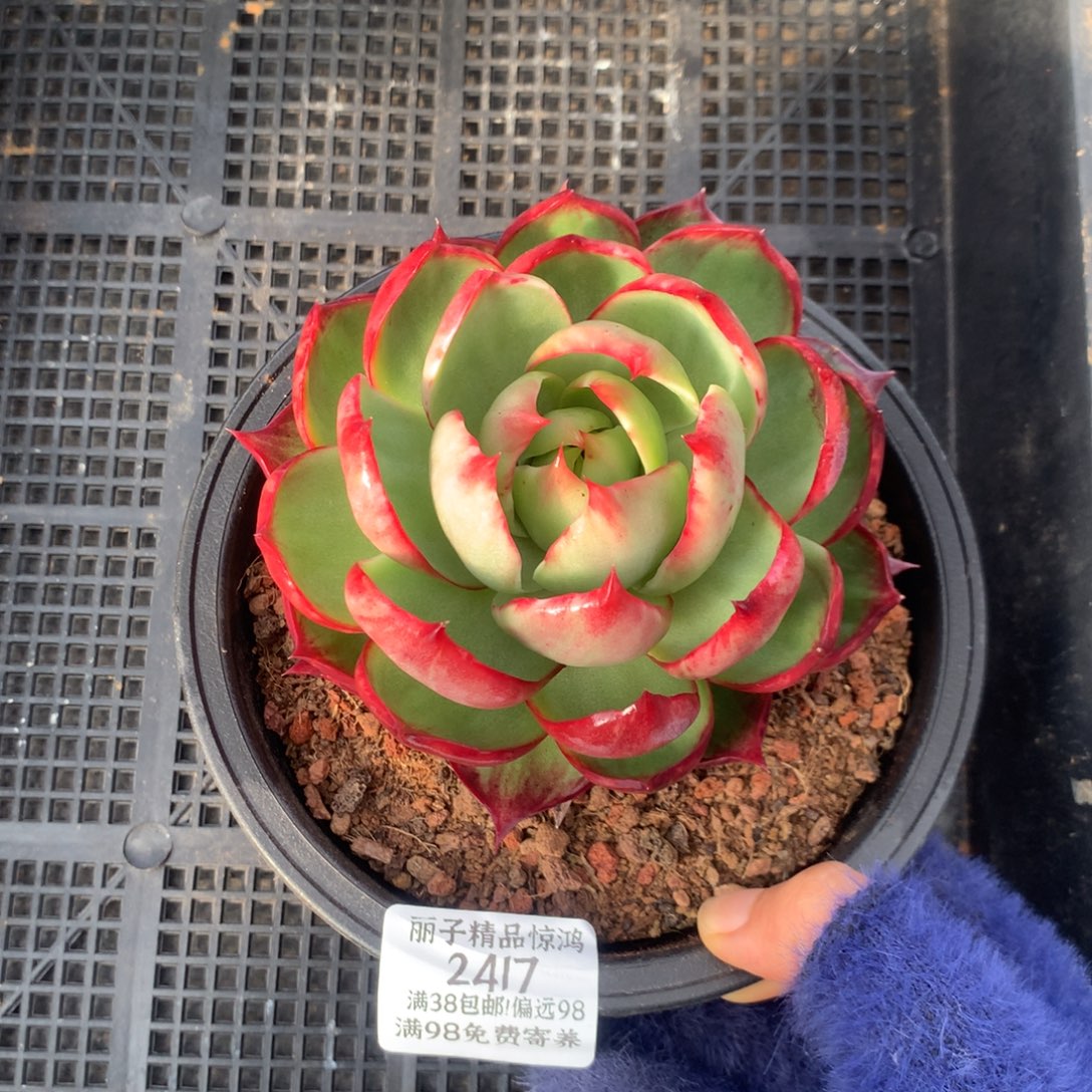 T***এ2417福利一物一拍11厘米