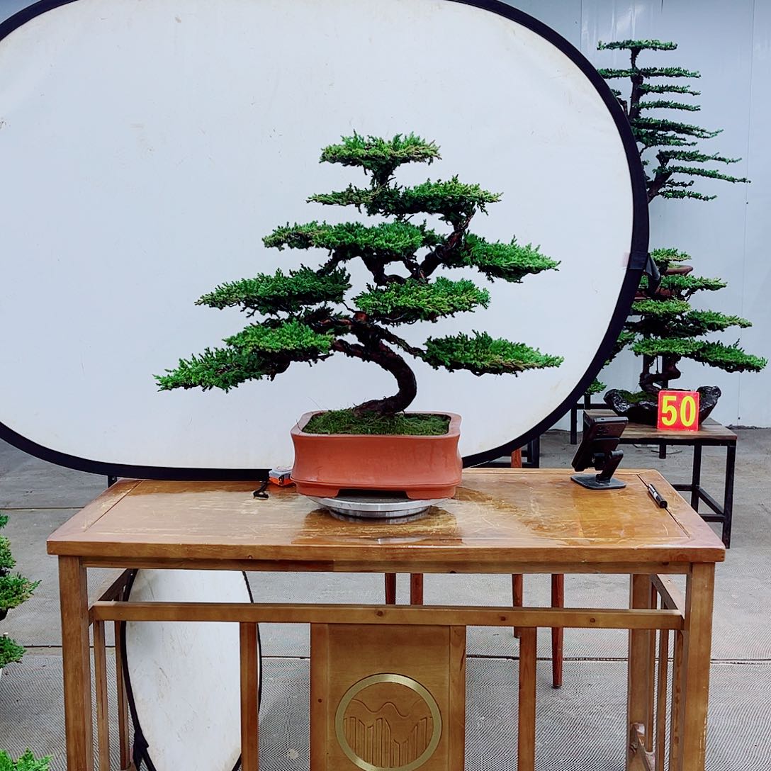 无花朵直播间一物一拍