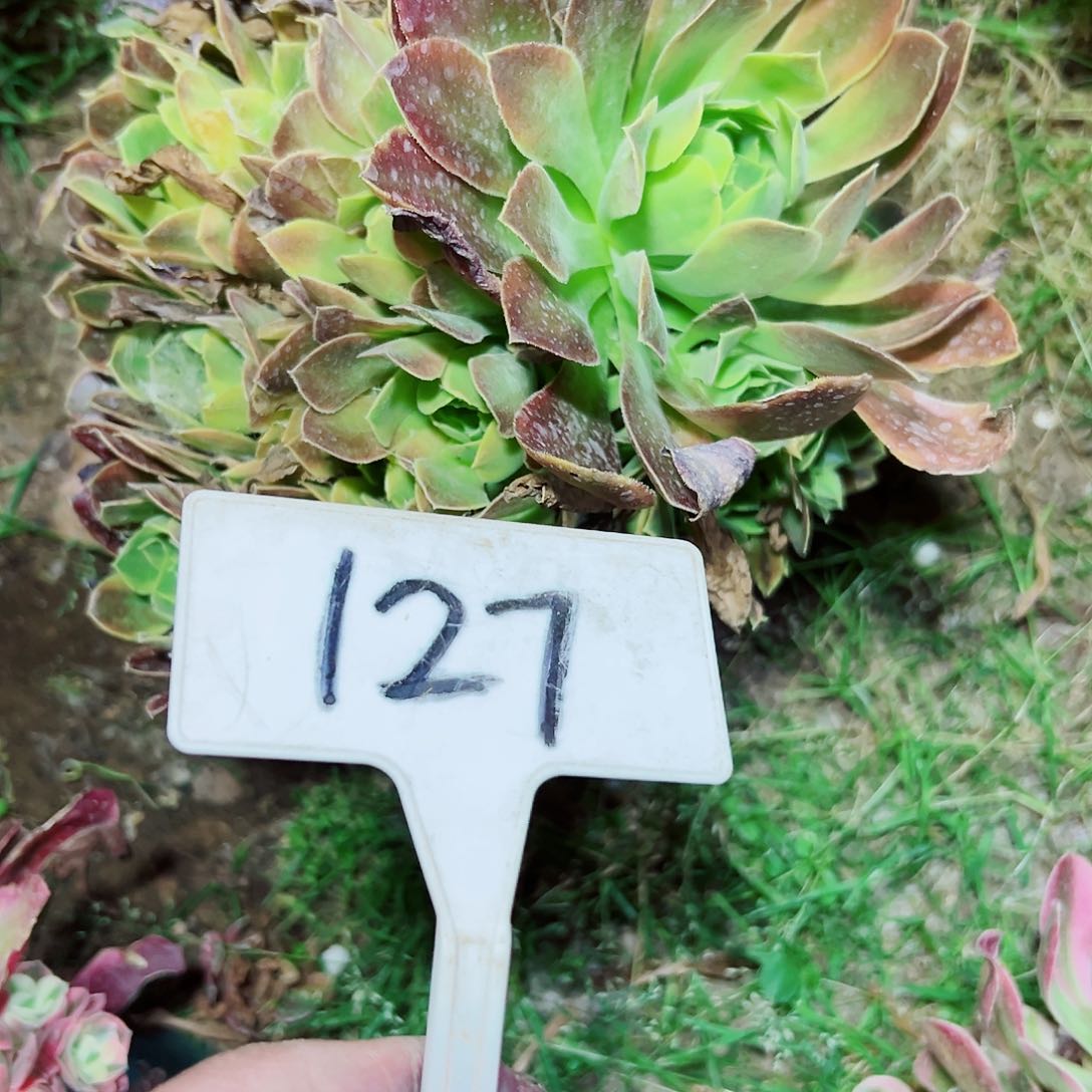 多肉植物清梦法师