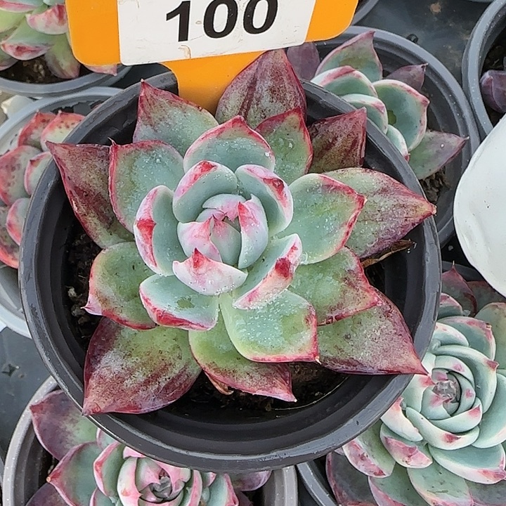 勤***100 惊鸿仙子多肉植物6-9cm