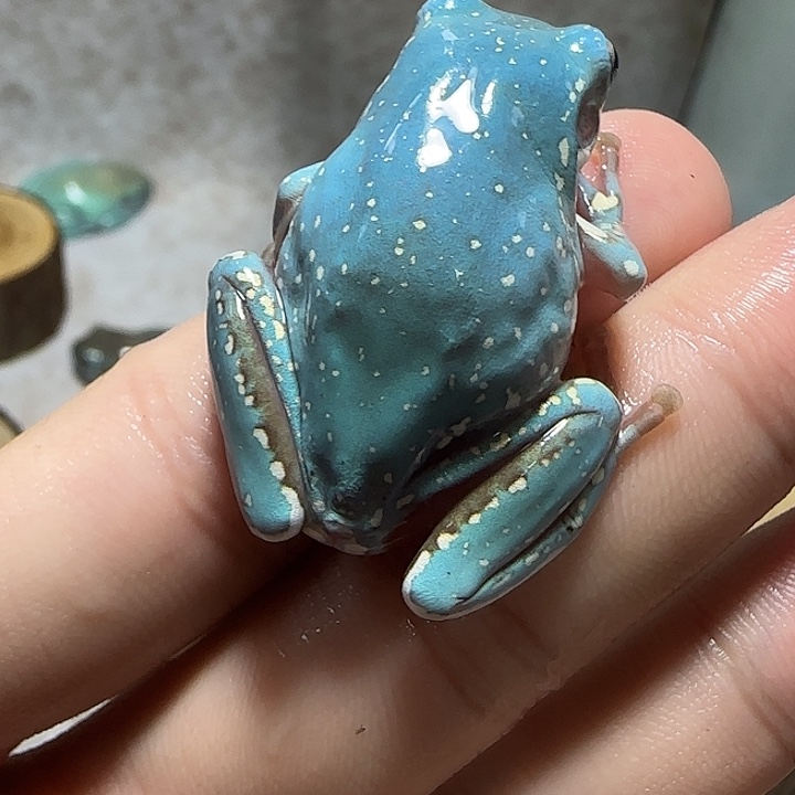 老爷树蛙魔鬼蓝微雪