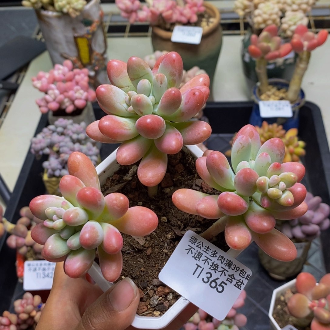 365派大星多肉8c m