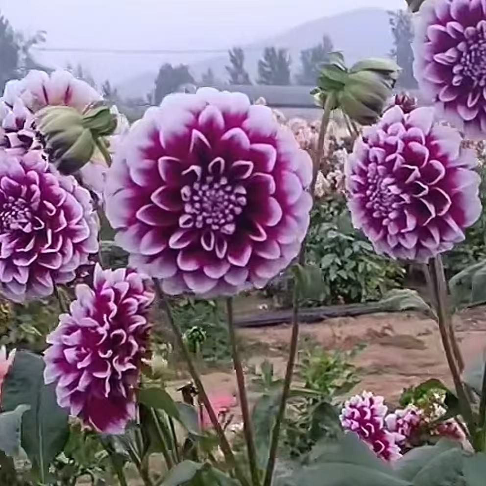 【爱丁堡】甘肃丽源大丽花品种种球