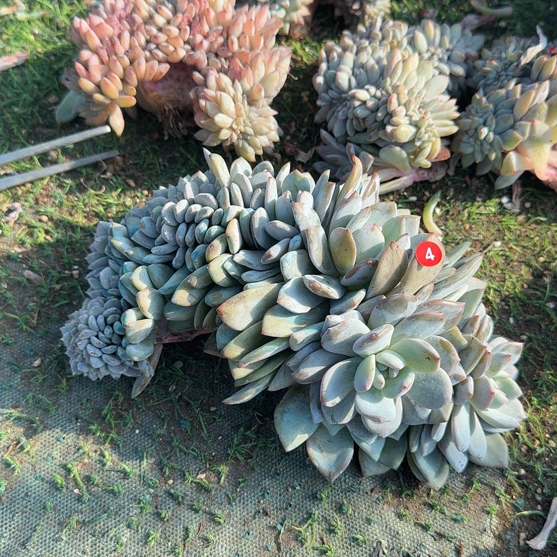 星影叶插缀有微瑕呀呀呀