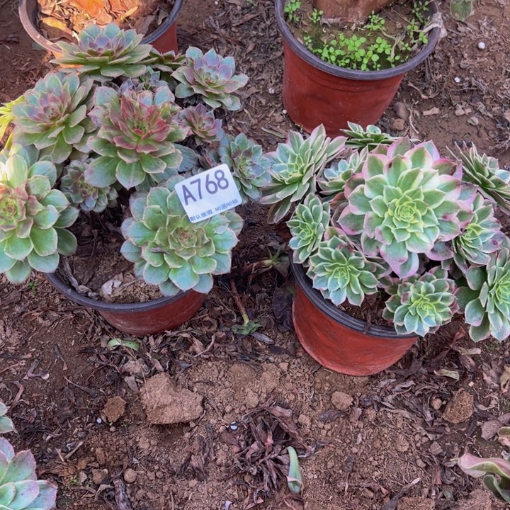 小***点组合2颗多肉植物768.