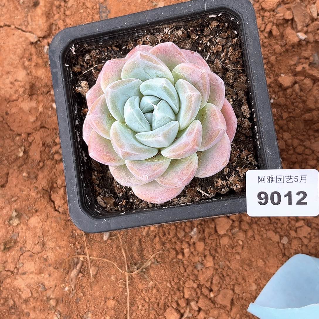 阿雅园艺。    冰玉9012