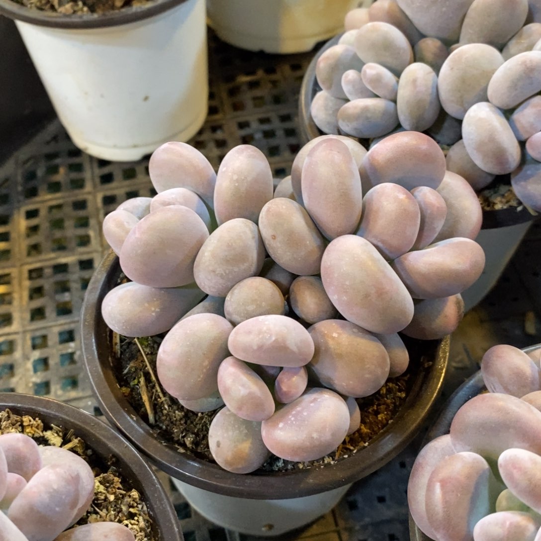 原始奶酪，1234567894123466