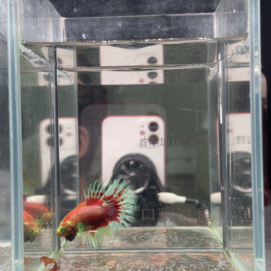 斗鱼印尼精品斗鱼14