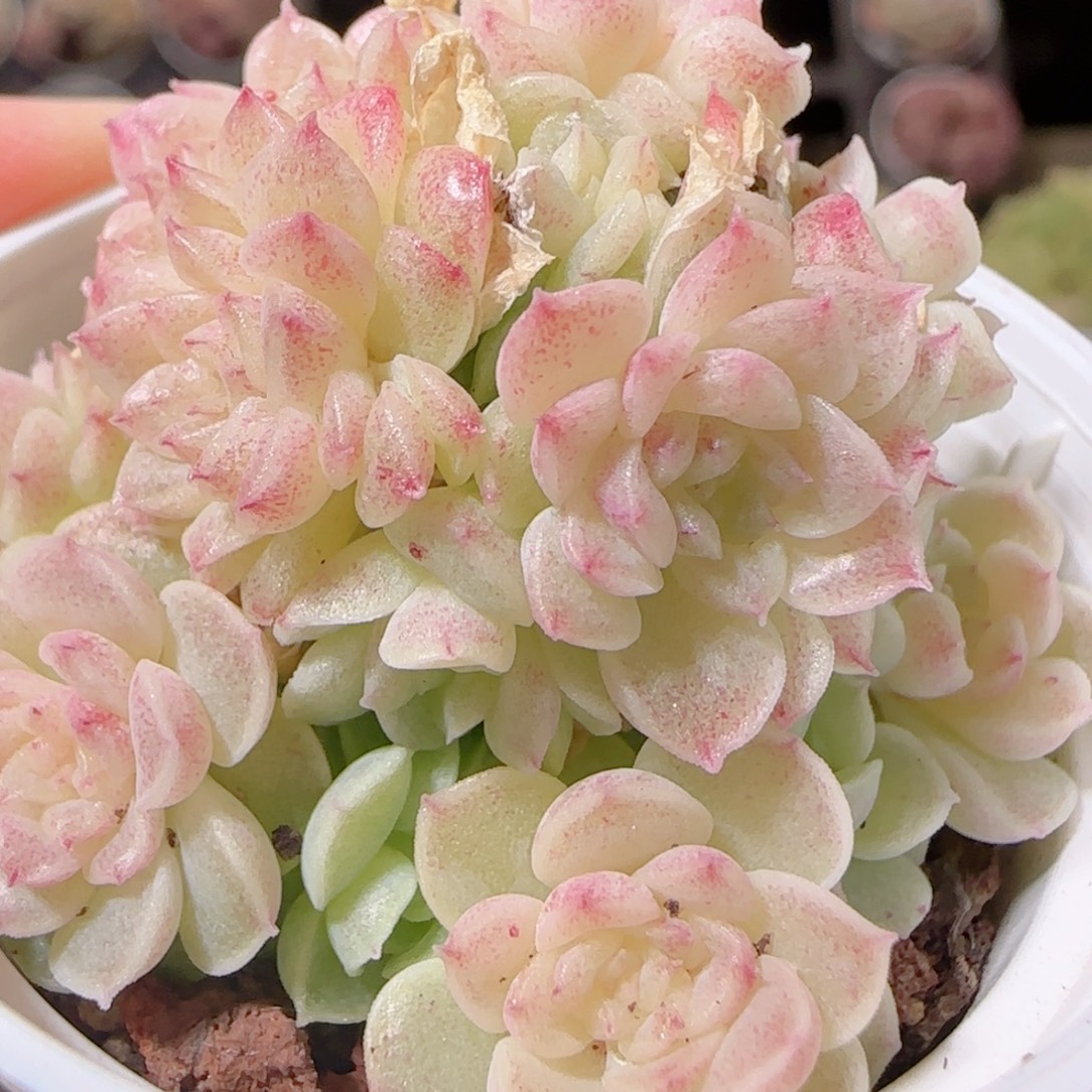 花语多肉1219-75散