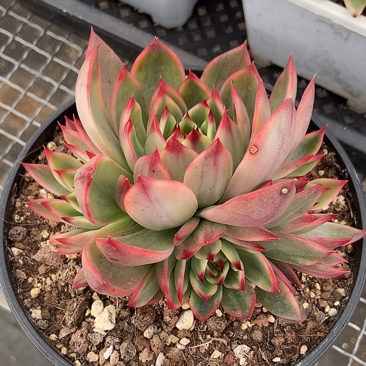 桃花锦群多肉植物
