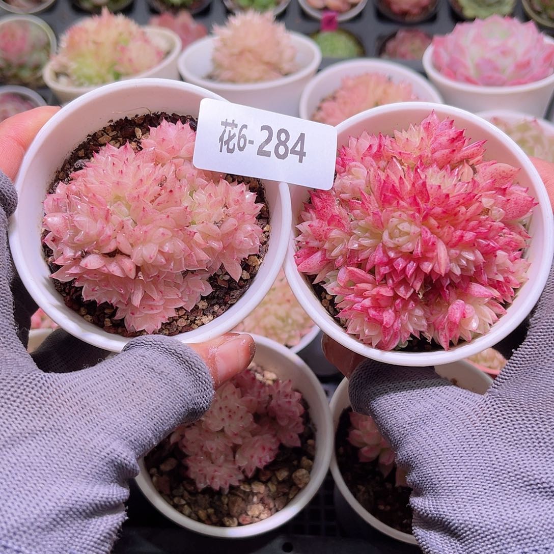 花06-284麦秆群 2颗