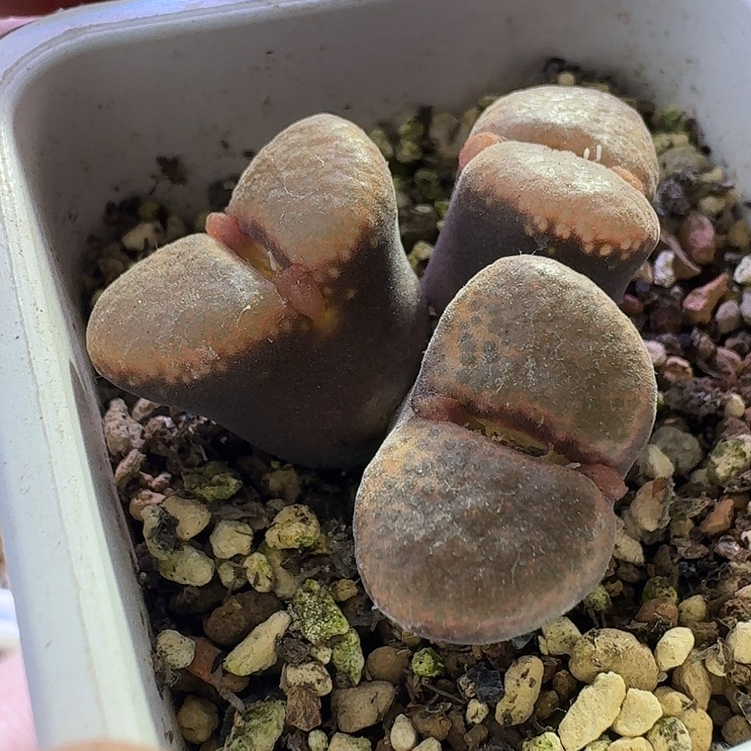 25号三头蛋糕一物一拍