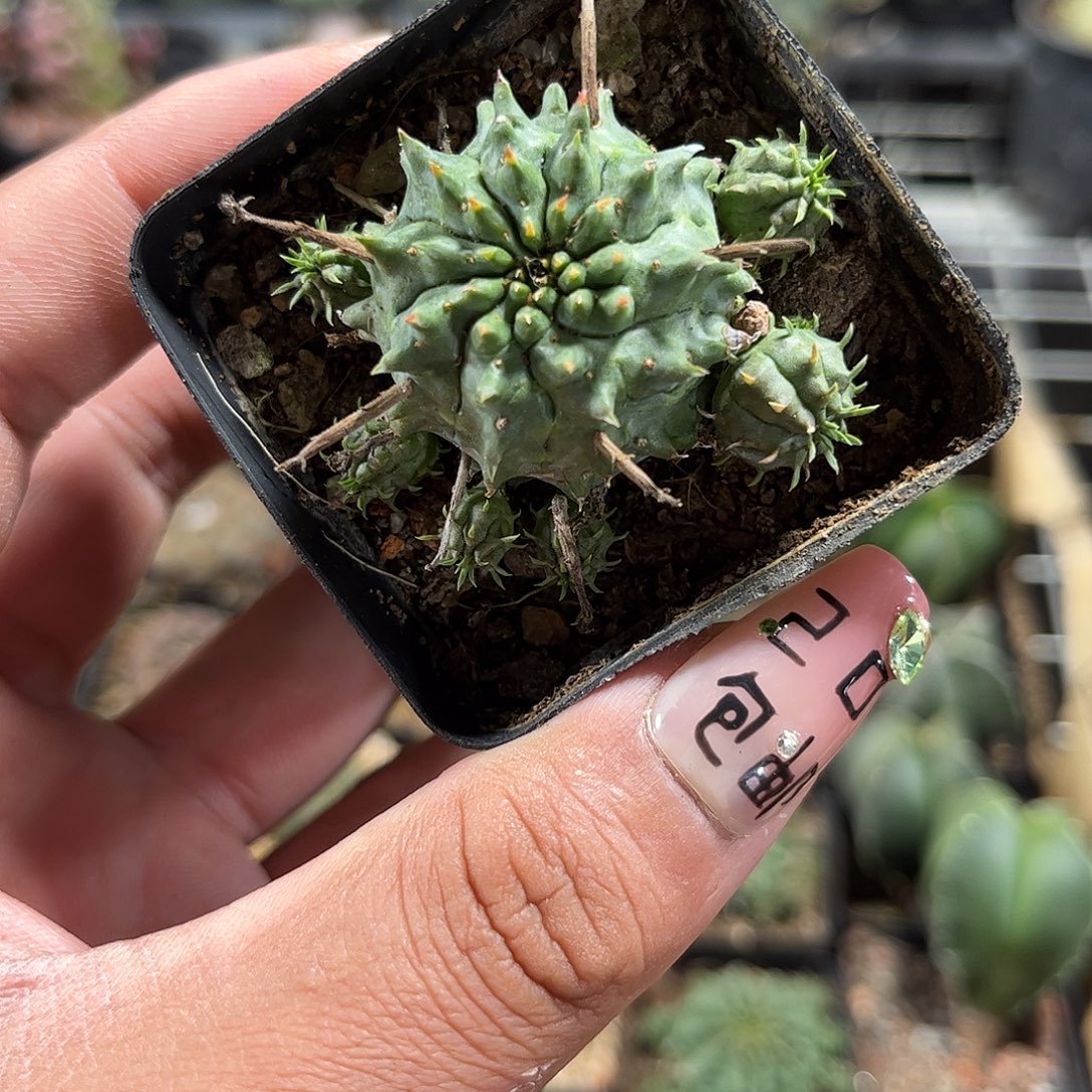 贵青王单头发货单头发