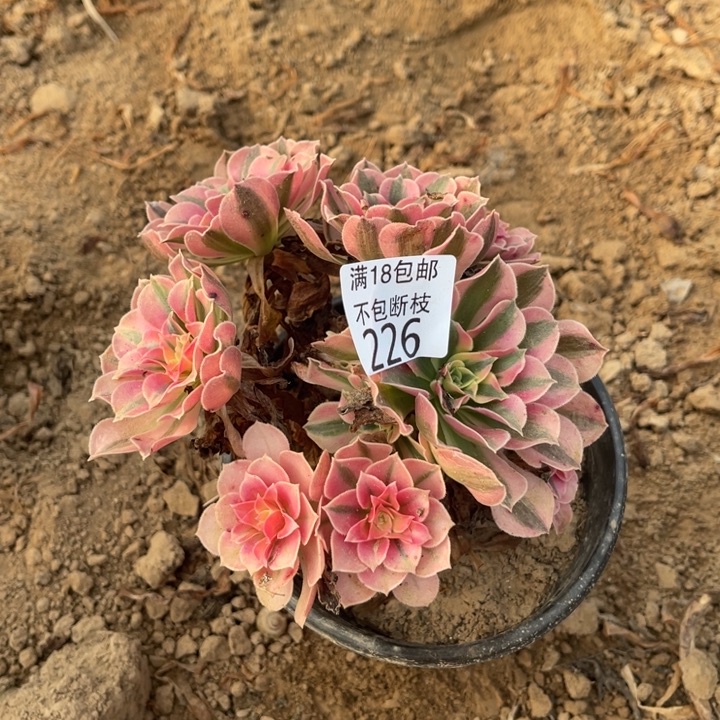 226粉女巫不圆4法师