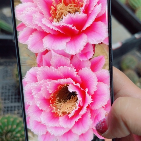 下35毛超级仙女歪无痕侧芽5公分左右20包邮