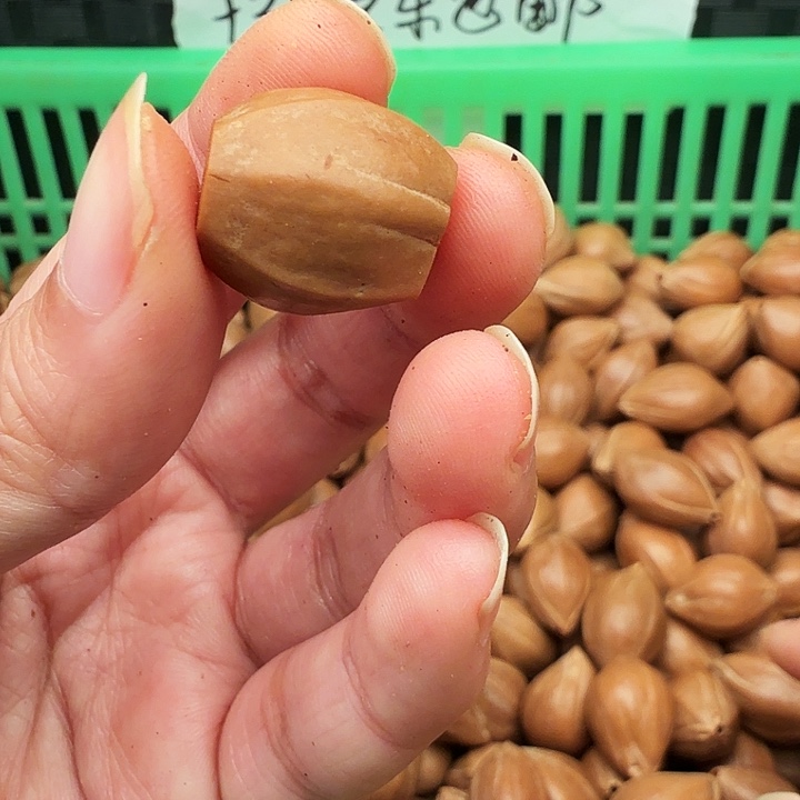 橄榄核手串/手链橄榄