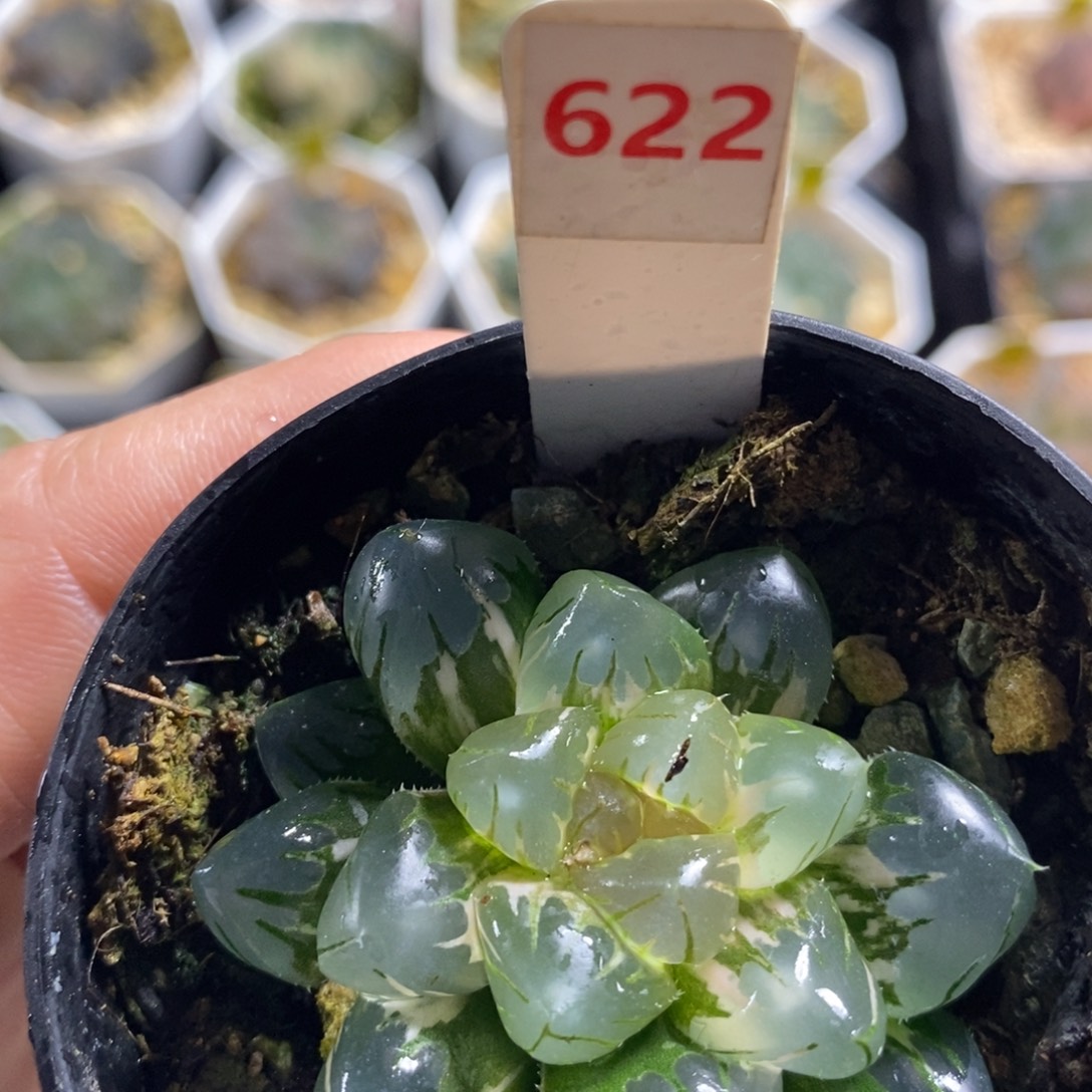 不开花植物622水中月