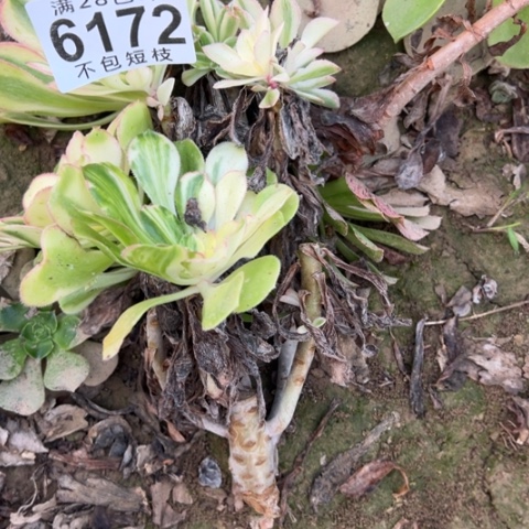 萧***姐无根多肉绿蝴蝶法师法师6172