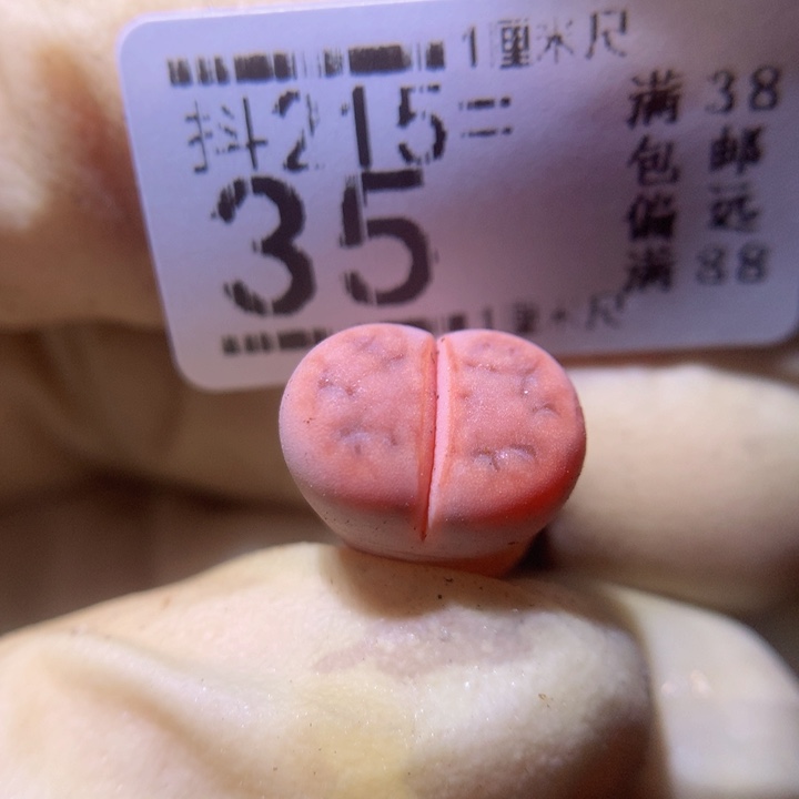 精品生石花215.35阿克