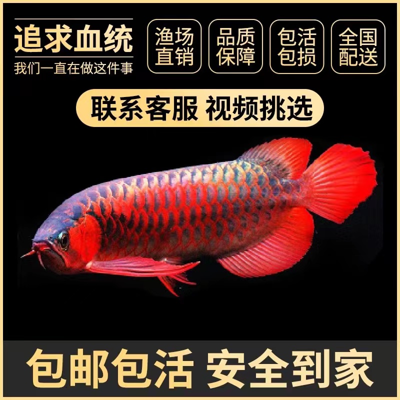 精品印尼超血辣椒红龙鱼活鱼淡水热带观赏鱼