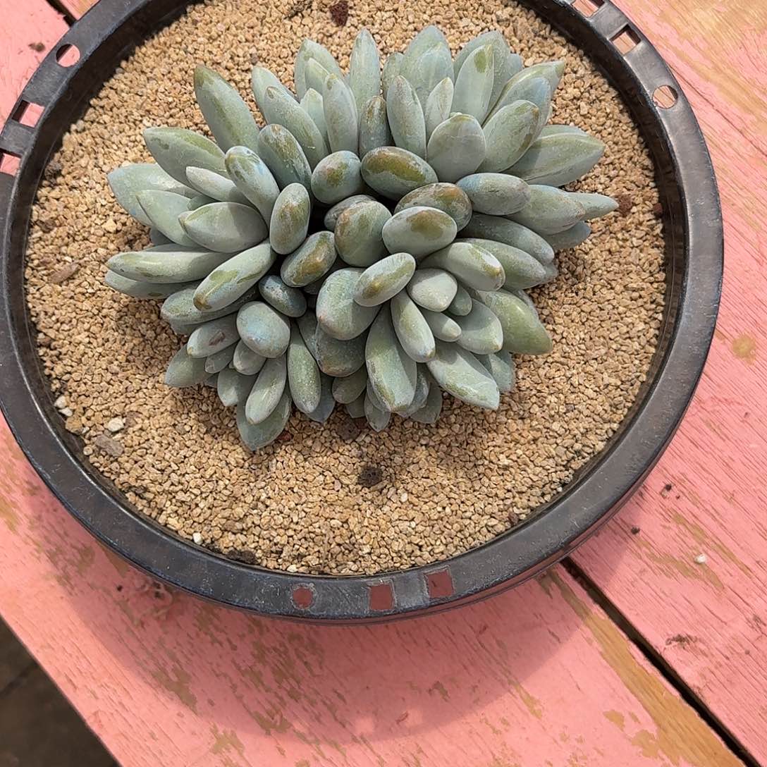 卓*胖体橙龙七头