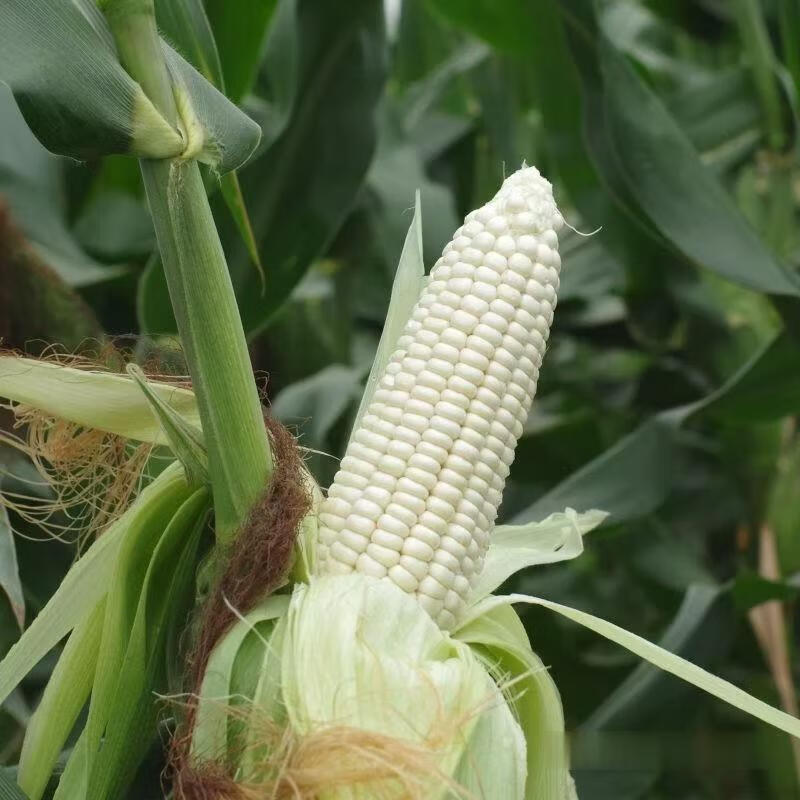 广西蜂蜜甜糯玉米 又香又甜又糯 新鲜玉米 5斤/10斤 