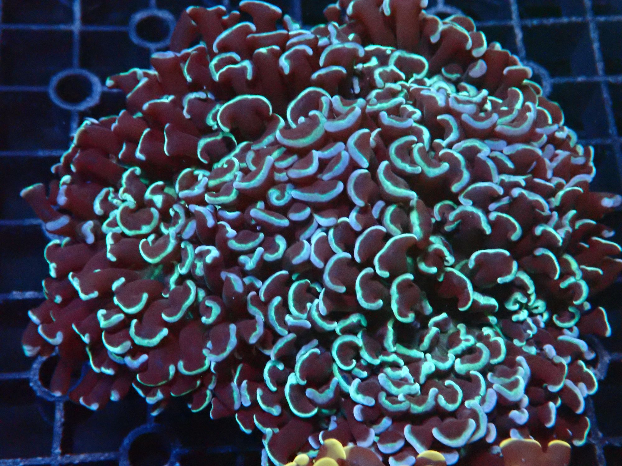 针叶类 包邮 夜班