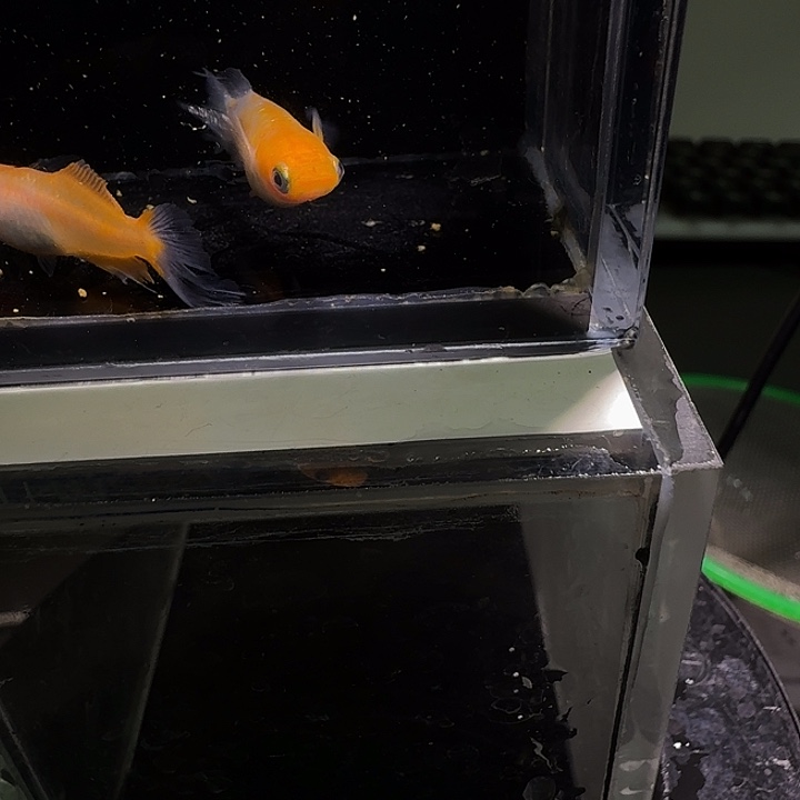 青鳉鱼一物一拍282