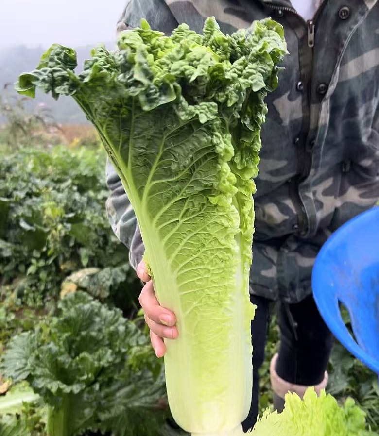 现砍现发贵州高山露天自然生长青口白白菜新鲜蔬菜