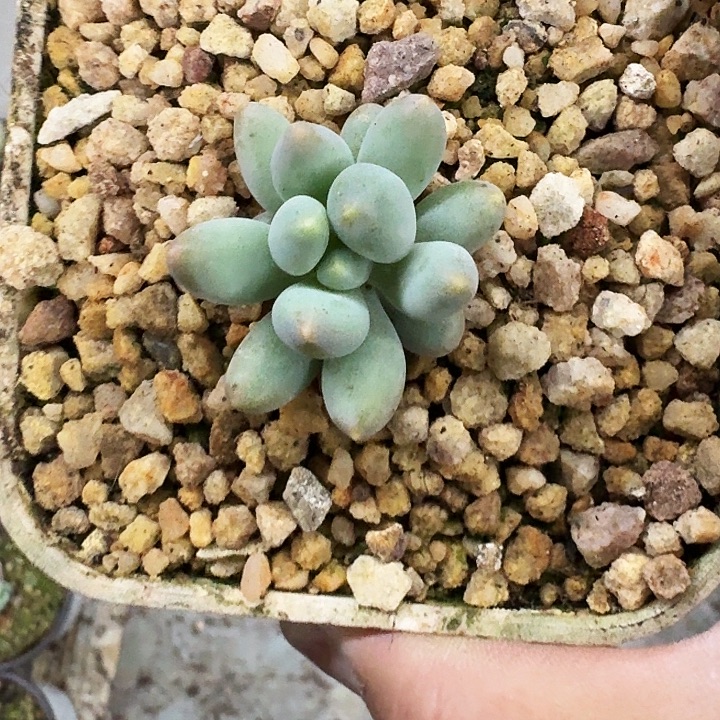 弗拉布 单头 一物一拍