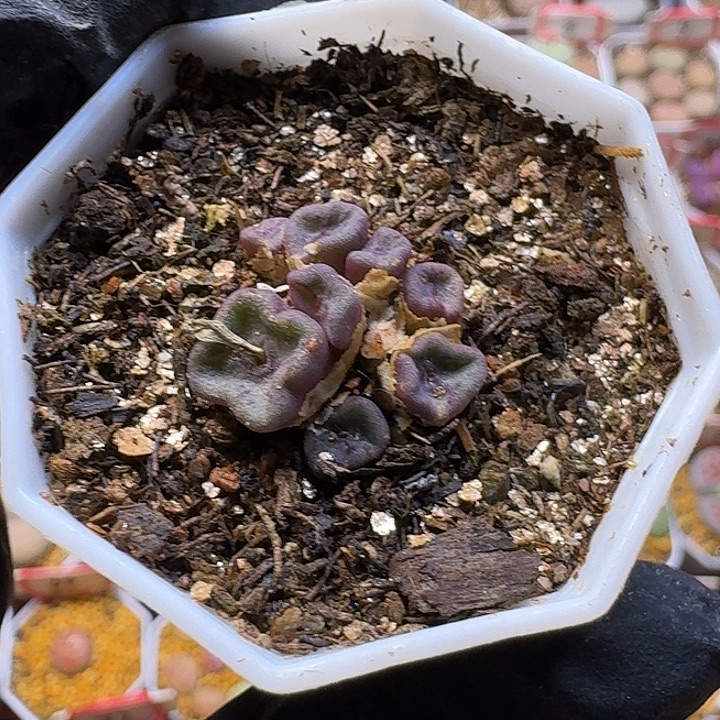 紫***儿生石花3:：，星。 25号